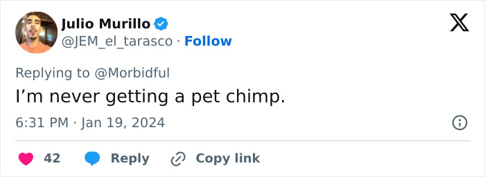 Tweet from Julio Murillo replying to a comment about not getting a pet chimp, with 42 likes and timestamp. Tweet from Julio Murillo replying to a comment about not getting a pet chimp, with 42 likes and timestamp.