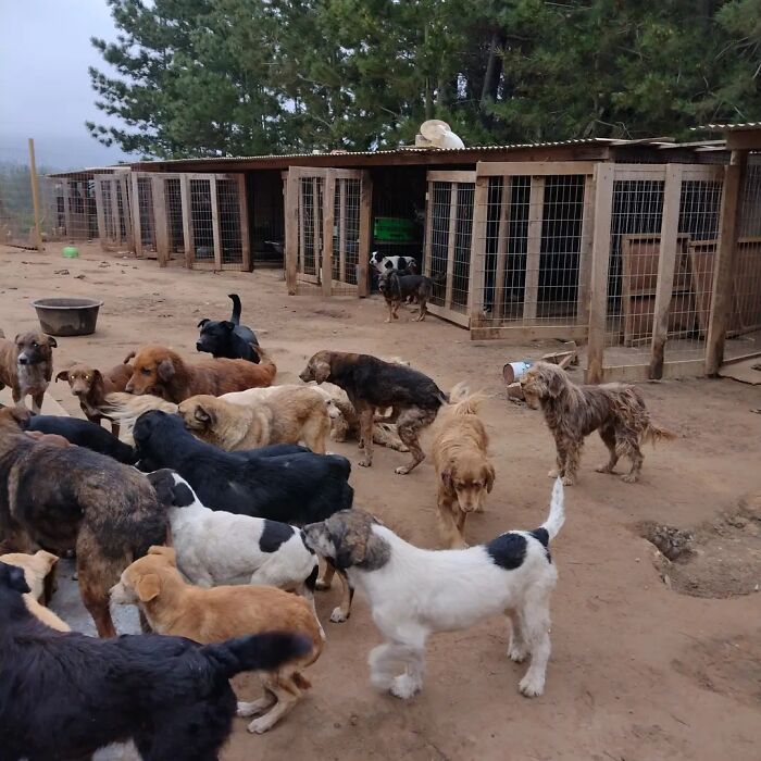 Multiple homeless dogs gathered outside wooden kennels in a sanctuary created to rescue and shelter stray dogs. Multiple homeless dogs gathered outside wooden kennels in a sanctuary created to rescue and shelter stray dogs.
