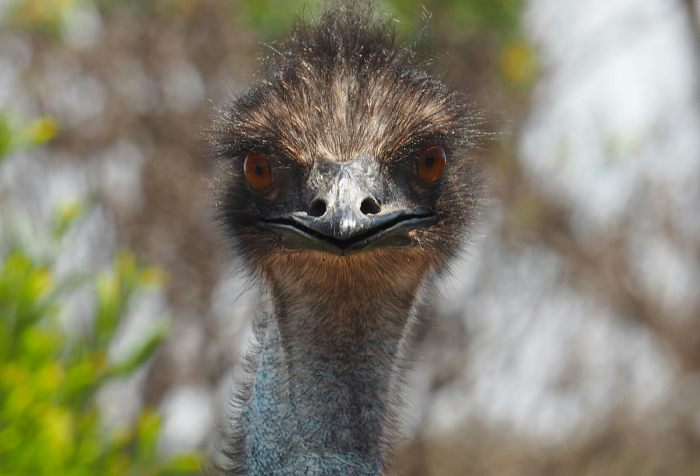 Close-up of an emu, one of the animals that start with E, showing its distinctive eyes and feathers in a natural habitat. Close-up of an emu, one of the animals that start with E, showing its distinctive eyes and feathers in a natural habitat.
