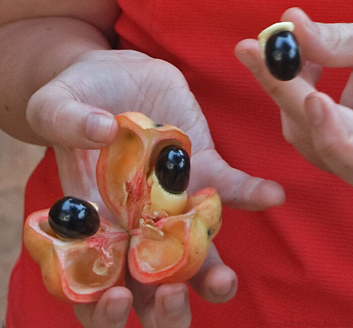 Hands holding ackee fruit with black seeds, one of the surprising foods banned in the USA.