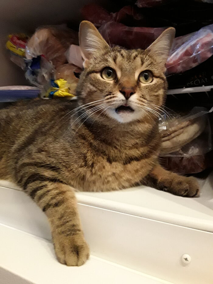 Kittyshark Meows, Don't Worry. I Volunteer To Nibble On Anything That Thaws