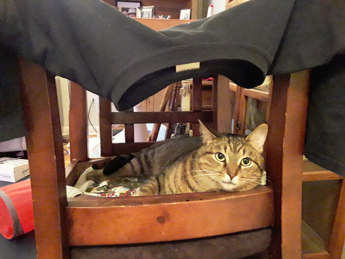 Upside Down Chair Shark With Sweater Tent