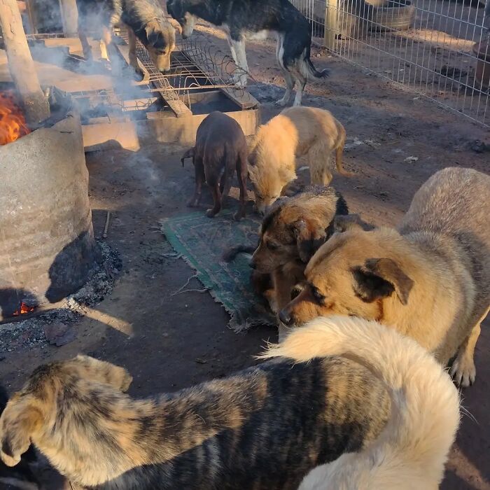 Several homeless dogs gathered in an outdoor sanctuary space beside a fire barrel in a fenced area. Several homeless dogs gathered in an outdoor sanctuary space beside a fire barrel in a fenced area.
