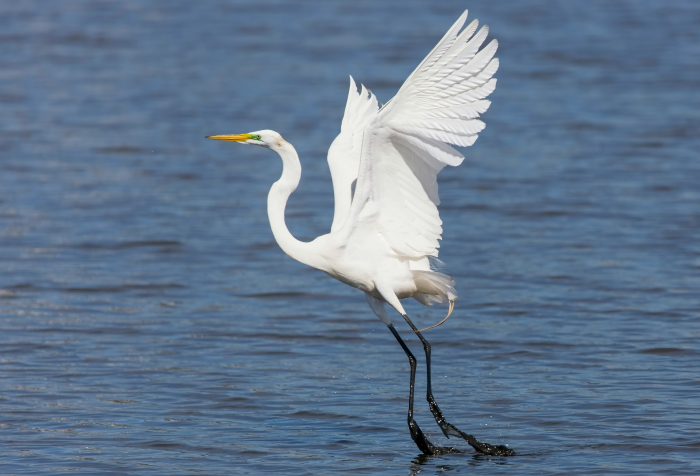 Great egret with wings spread standing in shallow water, one of the animals that start with E and its natural habitat. Great egret with wings spread standing in shallow water, one of the animals that start with E and its natural habitat.