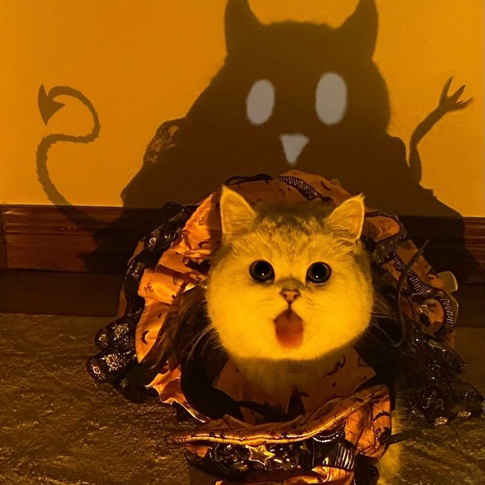Cute cat in a Halloween costume with a playful shadow behind, one of the adorable pet pics to melt your heart.