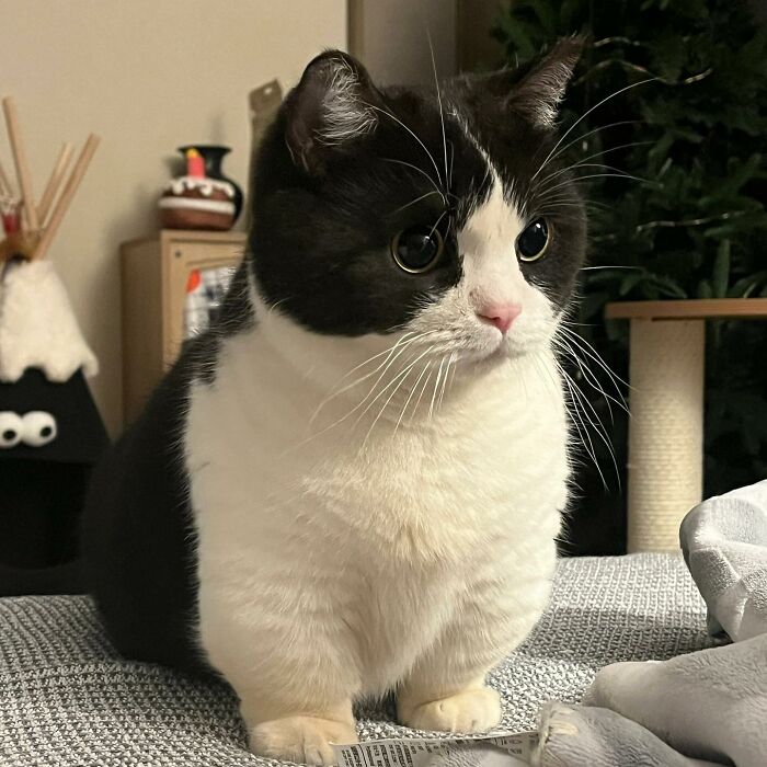 Black and white cat sitting on a gray surface indoors, showcasing one of the adorable pet pics to melt your heart.