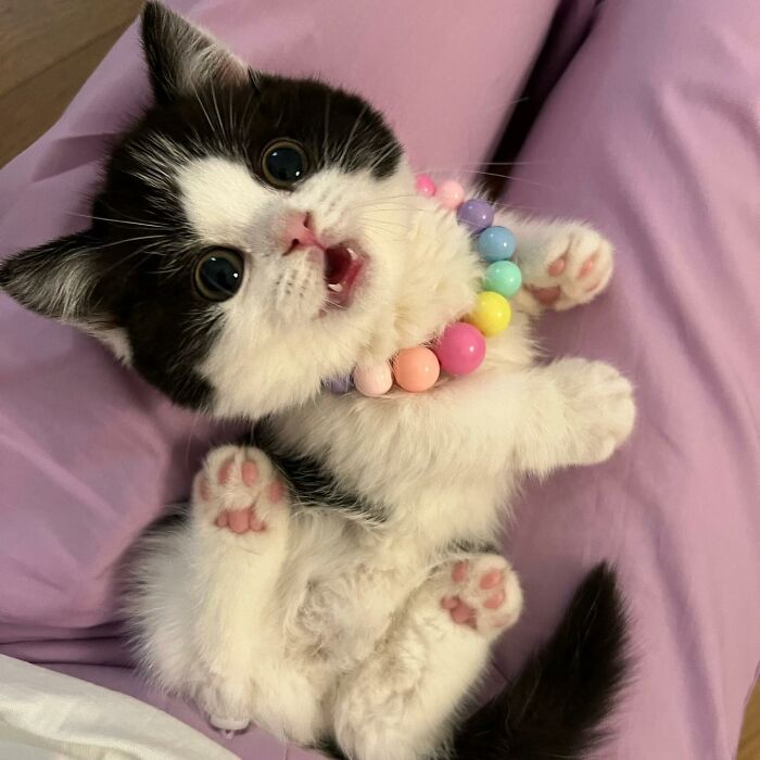 Black and white kitten wearing a colorful beaded necklace, lying on a lavender surface, one paw raised adorably.