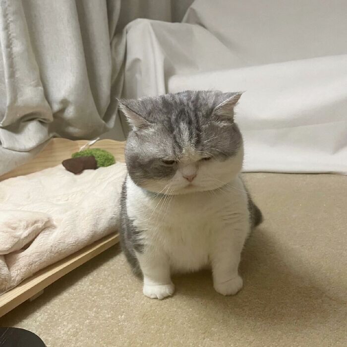 Adorable pet pic of a small, fluffy gray and white cat sitting on a beige carpet in a cozy indoor setting.