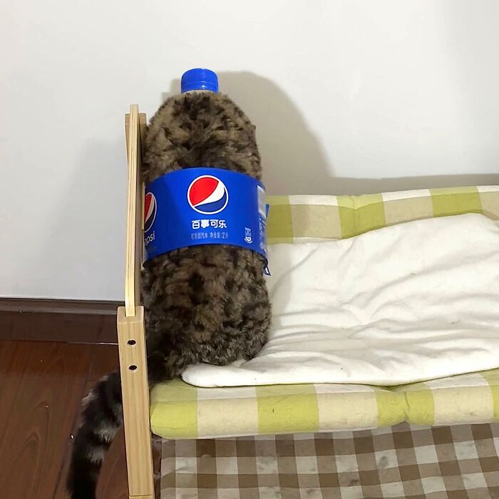 Tabby cat with a Pepsi bottle label wrapped around sitting on a checkered couch in an adorable pet pic.