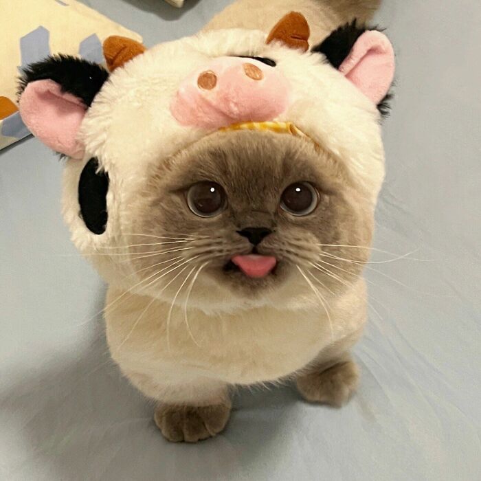Cute pet cat wearing a cow costume with tongue out, one of the adorable pet pics to melt your heart quickly.