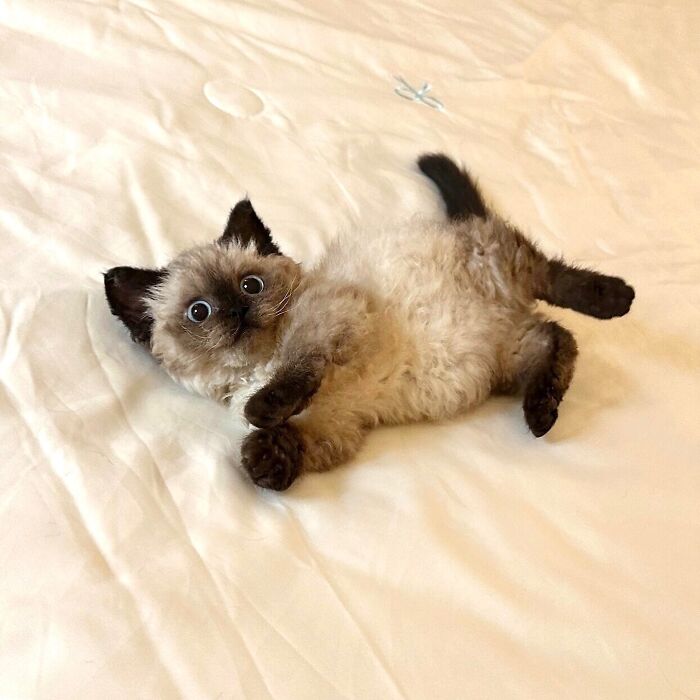Fluffy adorable kitten with big eyes lying on its back on a white bed in a cute pet pics moment.