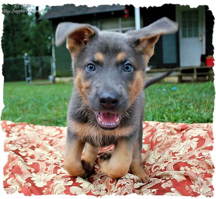She Was Posing So Cute And As I Snapped The Photo She Suddenly Decided To Run Straight At Me. (She's A Purebred German Shepherd Just Dilute Blue In Color)