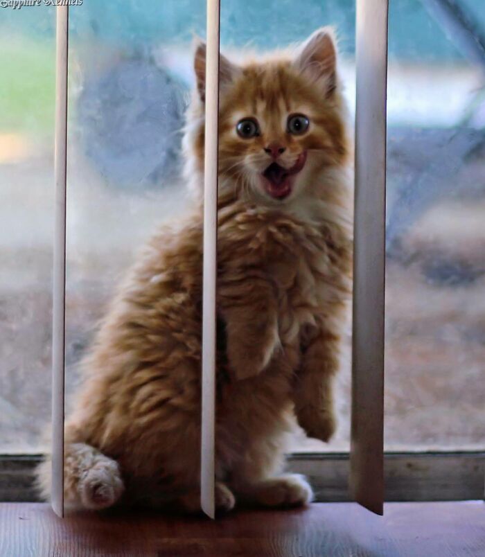 A Kitten We Rescued Off The Side Of The Road Years Ago