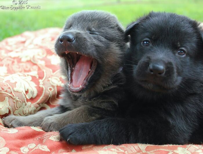I Used To Own A Kennel. This One Actually Made It Into A Calendar