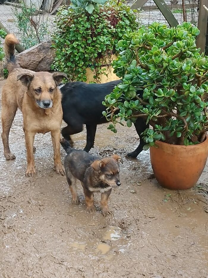 Three dogs standing on muddy ground near green potted plants in a sanctuary for homeless dogs outdoors. Three dogs standing on muddy ground near green potted plants in a sanctuary for homeless dogs outdoors.