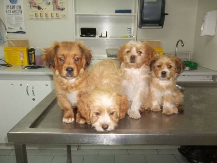 Four small homeless dogs on a metal table inside a vet clinic, part of a sanctuary for nearly 200 homeless dogs. Four small homeless dogs on a metal table inside a vet clinic, part of a sanctuary for nearly 200 homeless dogs.