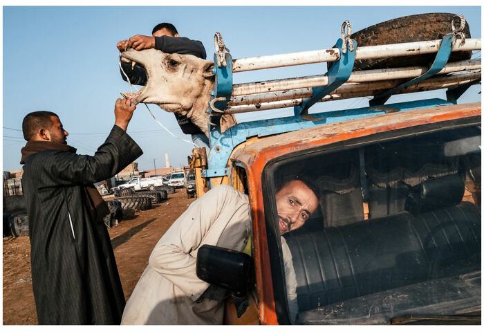 Man handling a cow on a truck in a raw and captivating moment from the streets of Asia through the lens of a vagabond