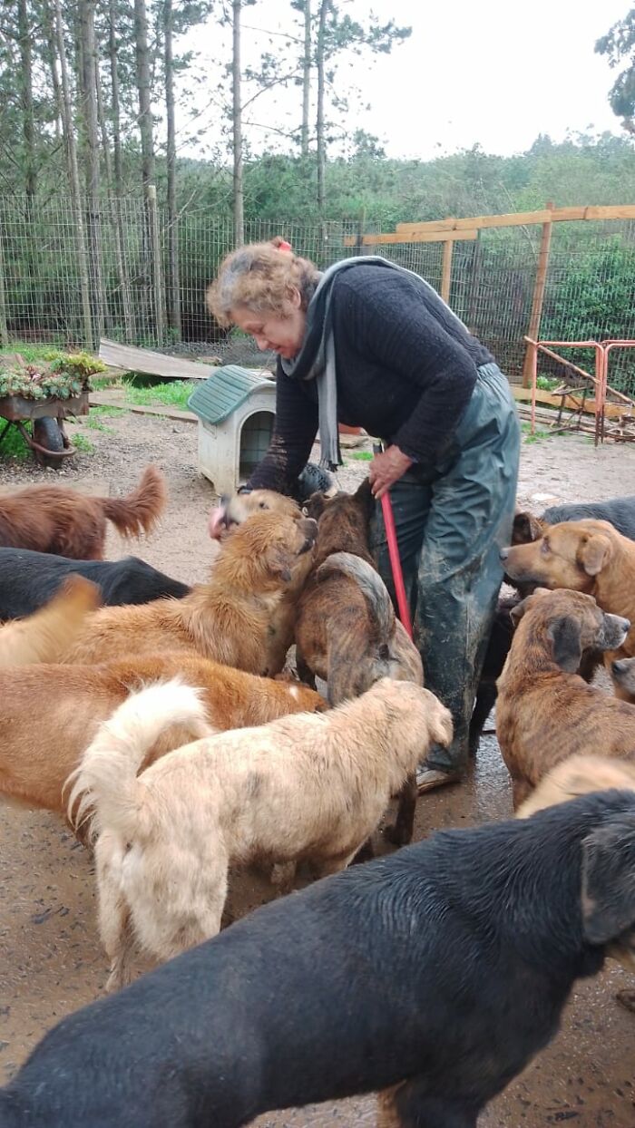 Woman caring for homeless dogs outdoors, creating a sanctuary for nearly 200 rescued dogs in a fenced area. Woman caring for homeless dogs outdoors, creating a sanctuary for nearly 200 rescued dogs in a fenced area.