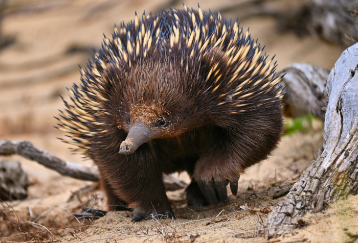 Echidna with spiky fur walking on sandy ground among dry branches, an animal that starts with E and where it lives. Echidna with spiky fur walking on sandy ground among dry branches, an animal that starts with E and where it lives.