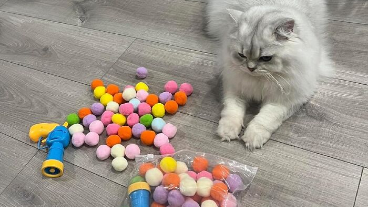 Fluffy white cat beside colorful pom-pom toys and a bubble gun, highlighting trending products in the Pandaverse marketplace.