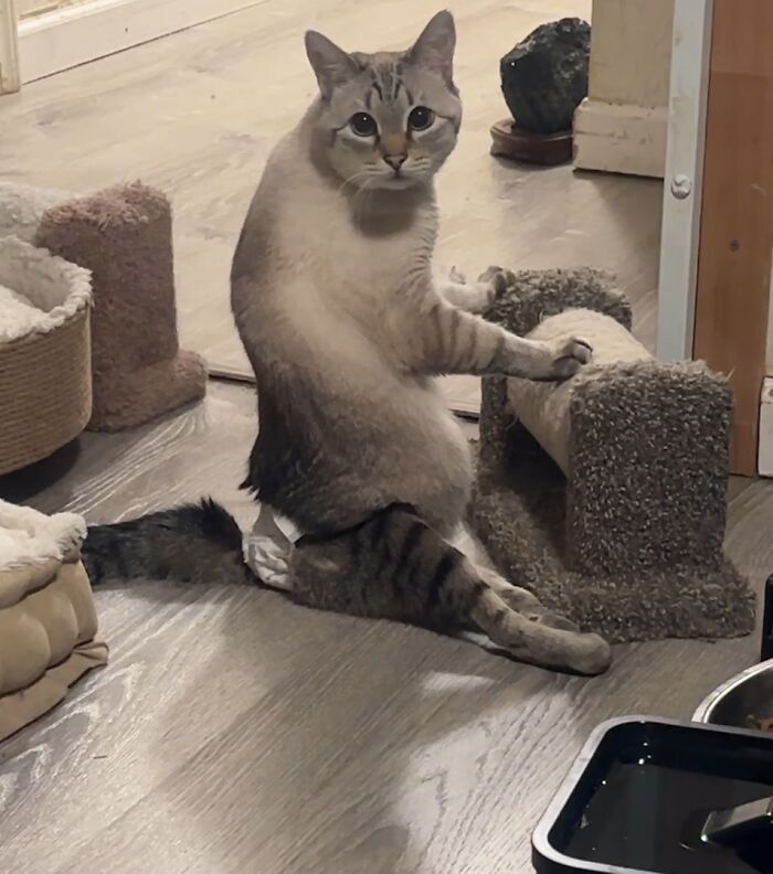 Paralyzed rescued cat sitting and zooming around in a custom wheelchair made just for him indoors. Paralyzed rescued cat sitting and zooming around in a custom wheelchair made just for him indoors.