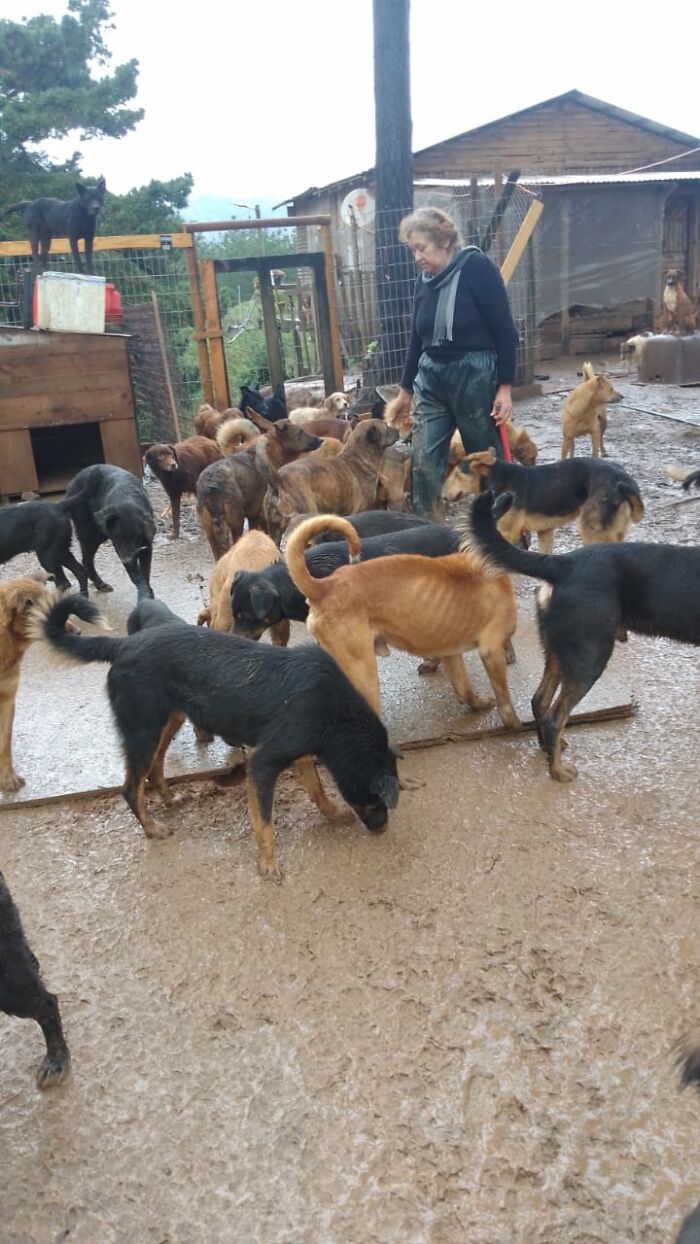Woman caring for nearly 200 homeless dogs outside in a muddy yard with wooden shelters and fencing around the area Woman caring for nearly 200 homeless dogs outside in a muddy yard with wooden shelters and fencing around the area