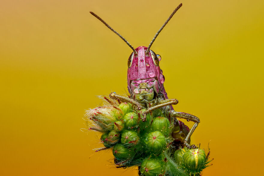 What If Bugs Had Personality? Rory J Lewis Thinks They Do—and Has The Photos To Prove It!