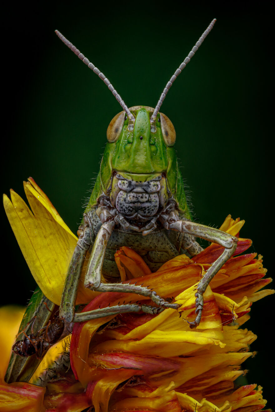 What If Bugs Had Personality? Rory J Lewis Thinks They Do—and Has The Photos To Prove It! What If Bugs Had Personality? Rory J Lewis Thinks They Do—and Has The Photos To Prove It!