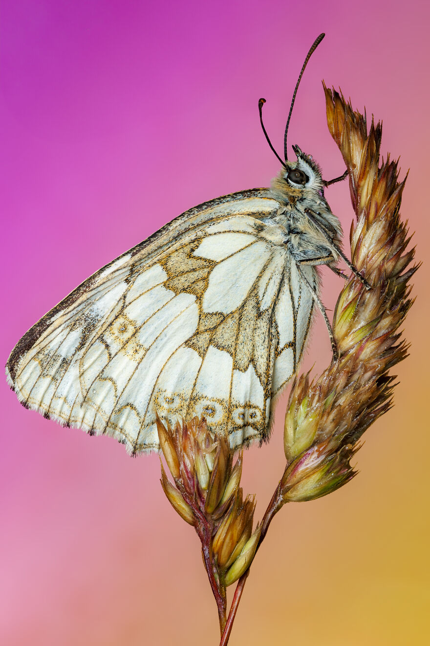 What If Bugs Had Personality? Rory J Lewis Thinks They Do—and Has The Photos To Prove It! What If Bugs Had Personality? Rory J Lewis Thinks They Do—and Has The Photos To Prove It!