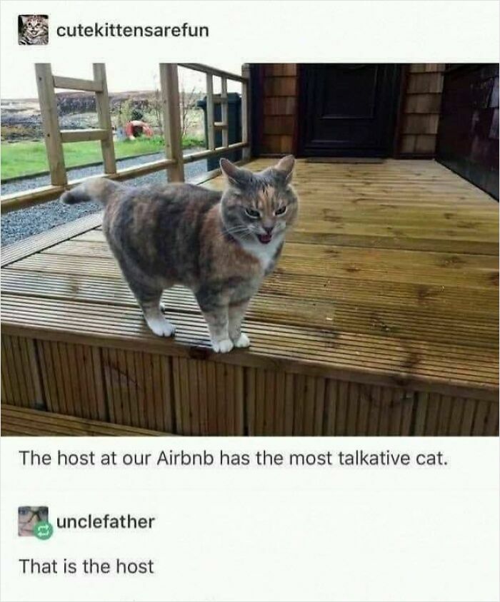 A hilarious cat standing on a wooden porch looking talkative, one of the funniest animals in goblin mode.