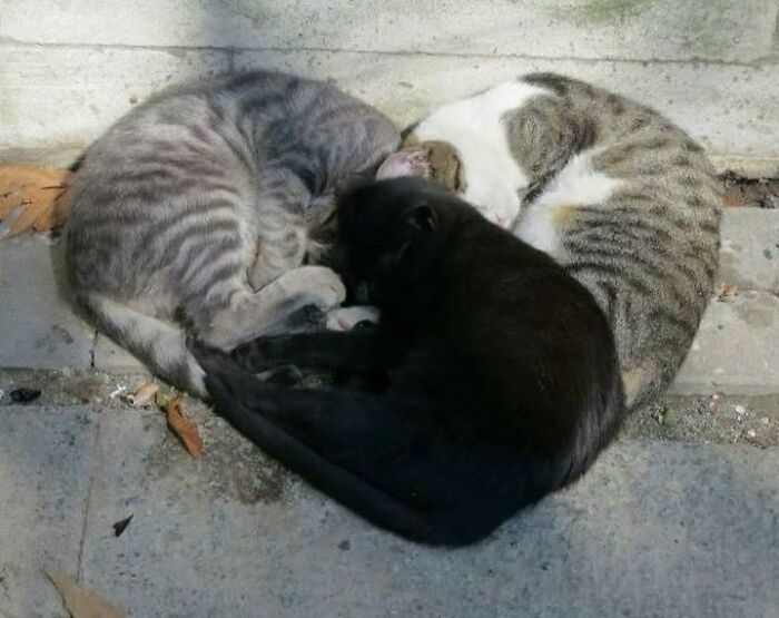 Three cats curled up together on a concrete surface in a hilarious animals goblin mode moment.