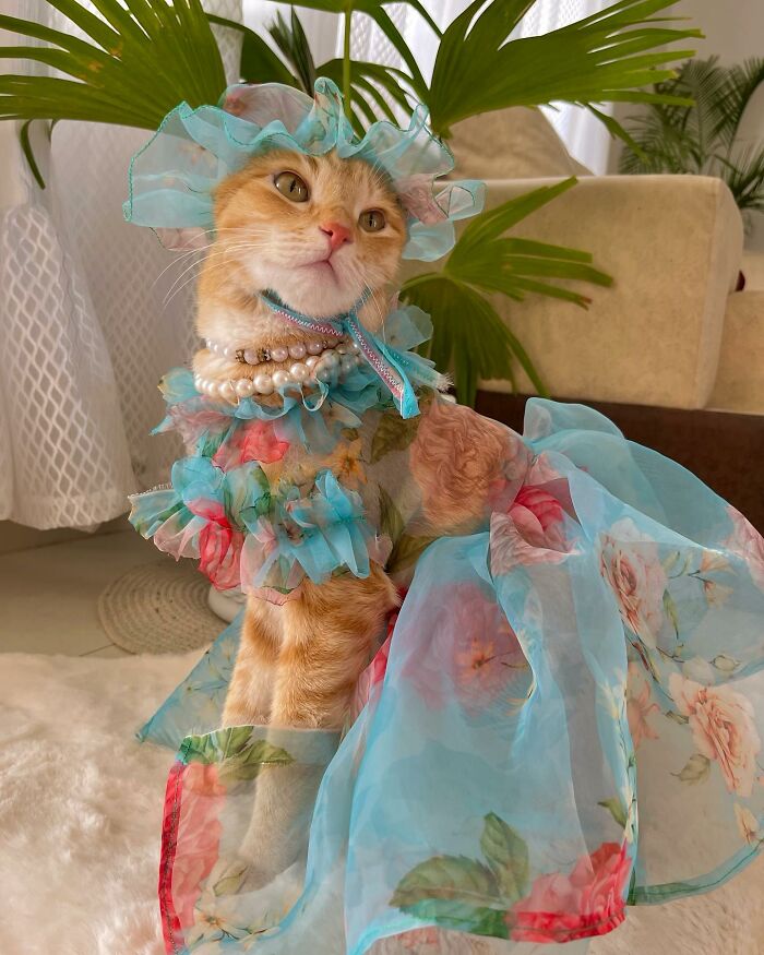 Fashion-forward cat dressed in a floral blue outfit and pearls, posing elegantly indoors with green plants in the background. Fashion-forward cat dressed in a floral blue outfit and pearls, posing elegantly indoors with green plants in the background.