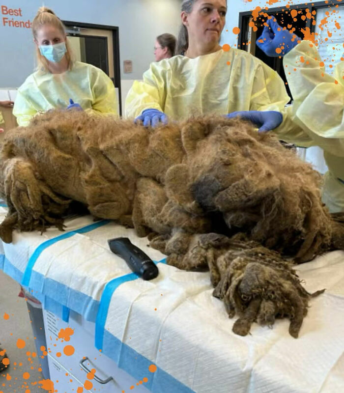 Rescue team removing heavy matted fur from Crawfish the poodle during its incredible transformation and grooming process. Rescue team removing heavy matted fur from Crawfish the poodle during its incredible transformation and grooming process.