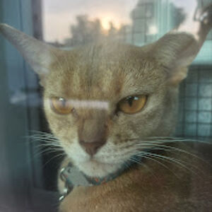 thefeatheredamigos avatar