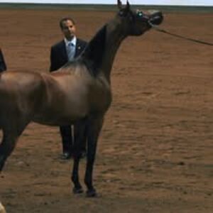 vandreemerich avatar