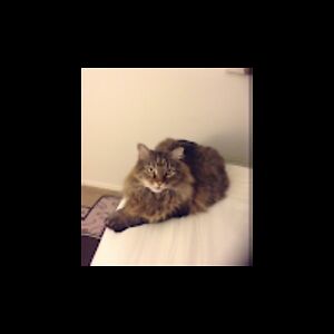 debrachrusciel avatar