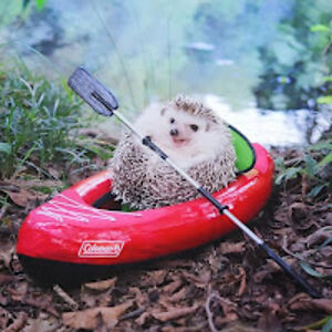 stephencollins_1 avatar