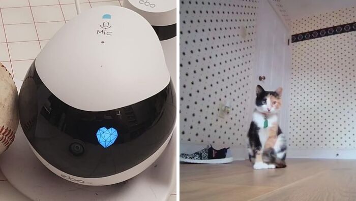 Unusual tech gadget with glowing heart icon beside baseball, and a calico cat sitting on wooden floor against patterned wall.