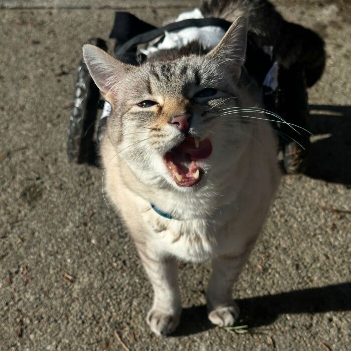 Paralyzed rescued cat happily zooming outdoors in a custom wheelchair designed specifically for his mobility needs. Paralyzed rescued cat happily zooming outdoors in a custom wheelchair designed specifically for his mobility needs.