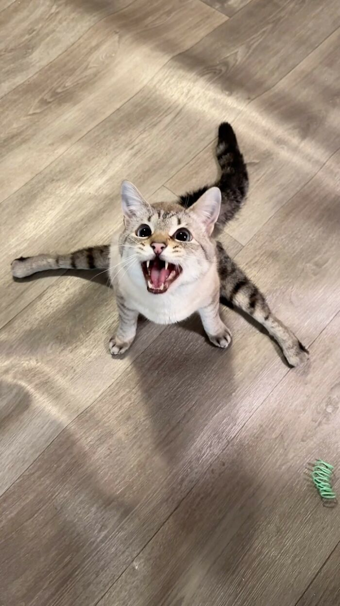 Paralyzed rescued cat zooms around indoors showing excitement and mobility without a wheelchair on wooden floor. Paralyzed rescued cat zooms around indoors showing excitement and mobility without a wheelchair on wooden floor.