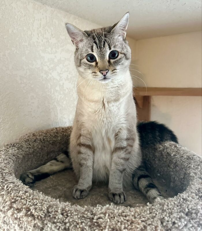 Paralyzed rescued cat sitting comfortably in a cozy bed, showing resilience and charm without a wheelchair in view. Paralyzed rescued cat sitting comfortably in a cozy bed, showing resilience and charm without a wheelchair in view.