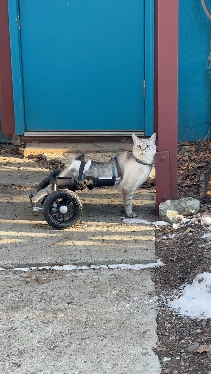 Paralyzed rescued cat outdoors using a custom wheelchair with two large wheels to move around a concrete path. Paralyzed rescued cat outdoors using a custom wheelchair with two large wheels to move around a concrete path.