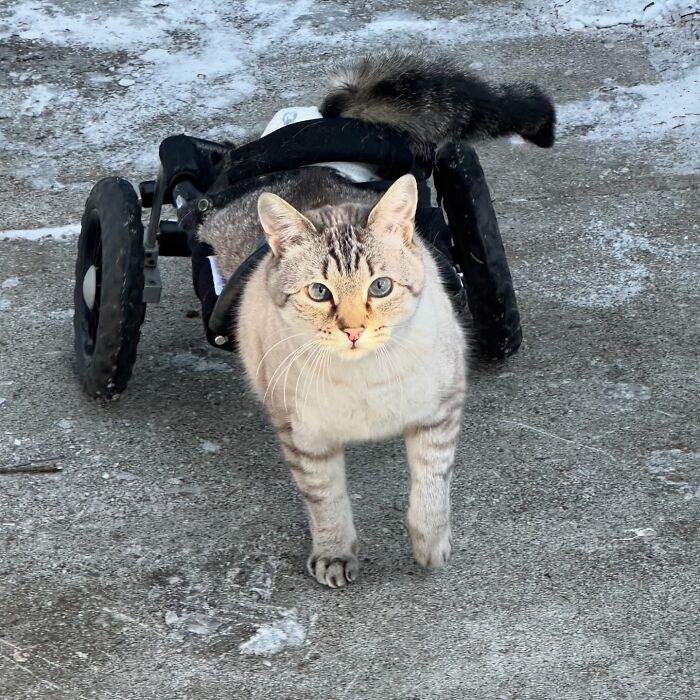 Paralyzed rescued cat with blue eyes zooming around outdoors in a custom wheelchair made just for him on a snowy path. Paralyzed rescued cat with blue eyes zooming around outdoors in a custom wheelchair made just for him on a snowy path.