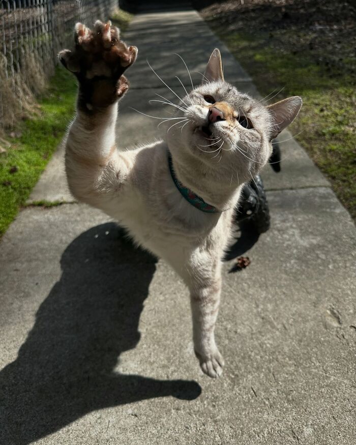 Paralyzed rescued cat wearing a custom wheelchair zooms outdoors on a sunny day with its paw reaching forward. Paralyzed rescued cat wearing a custom wheelchair zooms outdoors on a sunny day with its paw reaching forward.