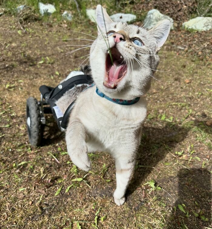 Paralyzed rescued cat zooming outside with joy in a custom wheelchair made just for him on a sunny day. Paralyzed rescued cat zooming outside with joy in a custom wheelchair made just for him on a sunny day.