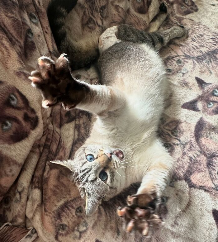 Paralyzed rescued cat with blue eyes lying on a patterned blanket, reaching out with paws in a playful pose. Paralyzed rescued cat with blue eyes lying on a patterned blanket, reaching out with paws in a playful pose.