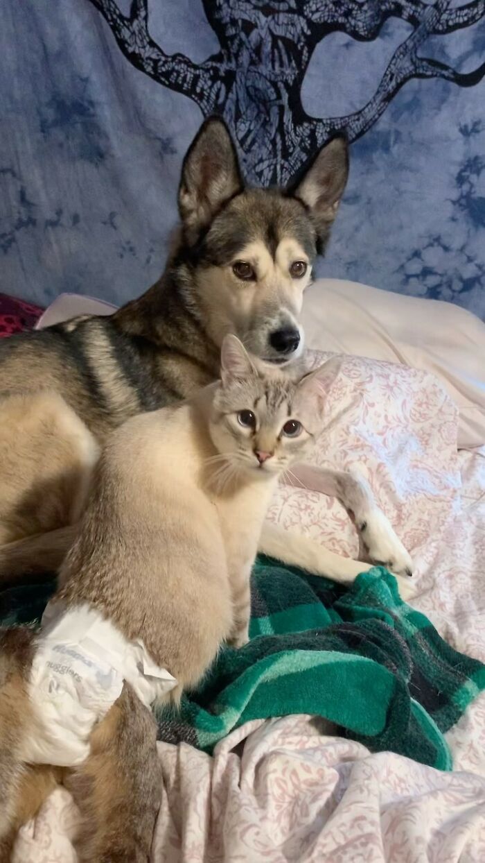Paralyzed rescued cat resting with dog on bed, wearing a custom wheelchair diaper for mobility support and care. Paralyzed rescued cat resting with dog on bed, wearing a custom wheelchair diaper for mobility support and care.