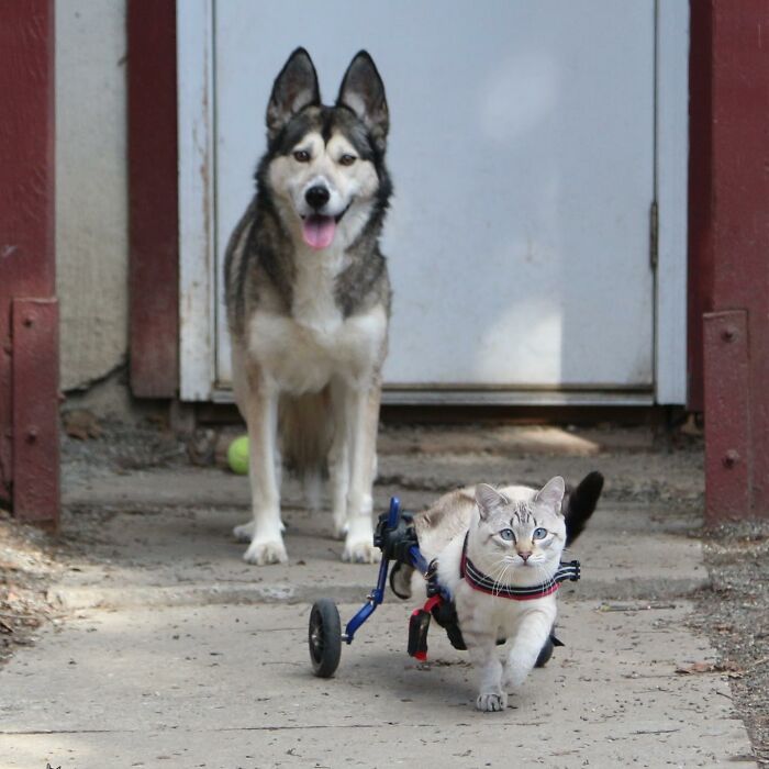 Paralyzed rescued cat zooms around outside using a custom wheelchair designed to support its mobility. Paralyzed rescued cat zooms around outside using a custom wheelchair designed to support its mobility.