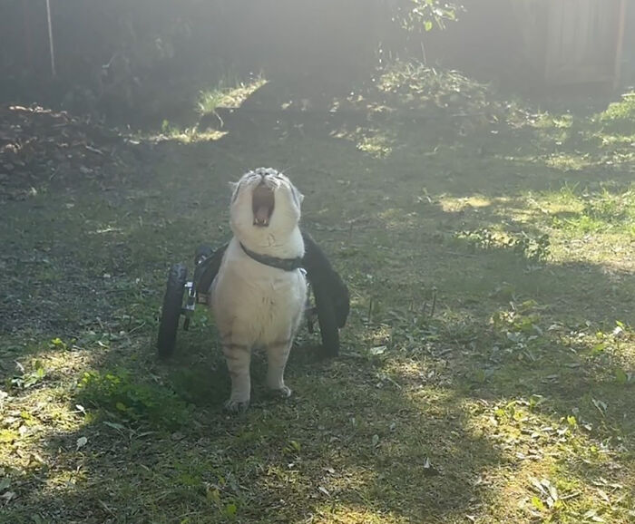 Paralyzed rescued cat outdoors using a custom wheelchair to zoom around on grassy ground in a sunlit garden. Paralyzed rescued cat outdoors using a custom wheelchair to zoom around on grassy ground in a sunlit garden.