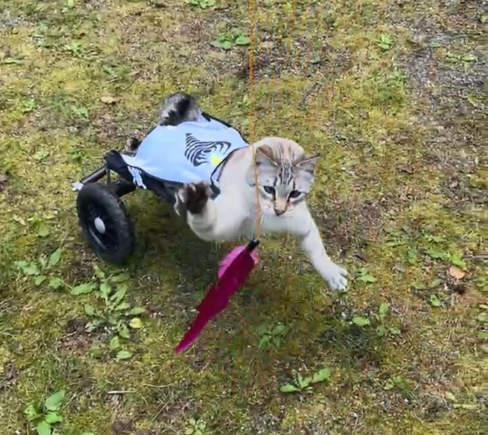 Paralyzed rescued cat playing outdoors, zooming around happily using a custom wheelchair designed just for him. Paralyzed rescued cat playing outdoors, zooming around happily using a custom wheelchair designed just for him.